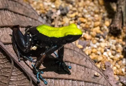 Frog vulgáris, drevesnitsa béka (Hyla arborea) biológia leírás színfelbontásának táplálunk ellenségei