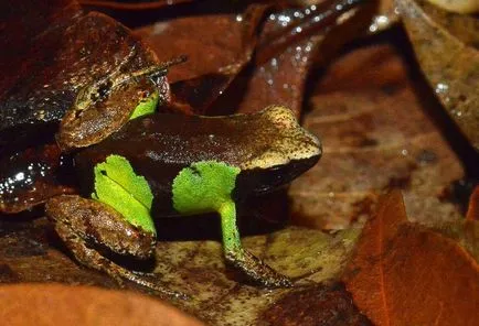 Frog vulgáris, drevesnitsa béka (Hyla arborea) biológia leírás színfelbontásának táplálunk ellenségei