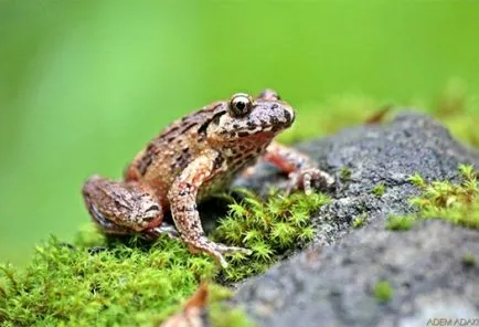 Жаба вулгарис, drevesnitsa жаба (Hyla Arborea) резолюция описание биология цвят се подава врагове