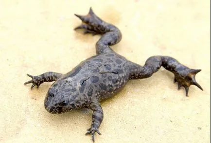 Frog vulgáris, drevesnitsa béka (Hyla arborea) biológia leírás színfelbontásának táplálunk ellenségei