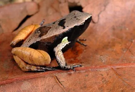 Жаба вулгарис, drevesnitsa жаба (Hyla Arborea) резолюция описание биология цвят се подава врагове