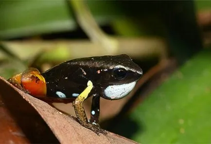 Frog vulgáris, drevesnitsa béka (Hyla arborea) biológia leírás színfelbontásának táplálunk ellenségei