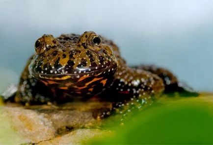 Frog vulgáris, drevesnitsa béka (Hyla arborea) biológia leírás színfelbontásának táplálunk ellenségei