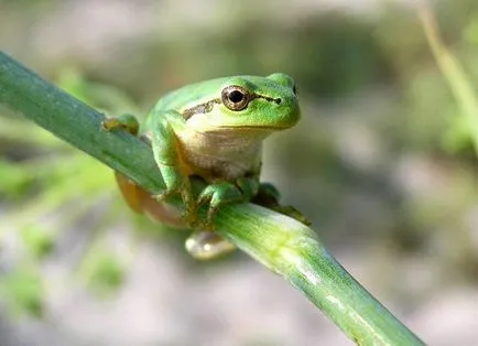 Broasca vulgaris, broasca drevesnitsa (Hyla arborea) rezoluție descriere biologie culoare este hrănit dușmani