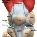 Лечение на фрактура на колянната капачка, здравето на ставите