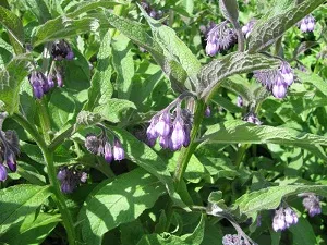 comfrey kenőcs kezelés otthoni körülmények között, főzetek