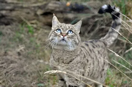 Wild Cat fotografie și descrierea rasei, grija pentru un pisoi