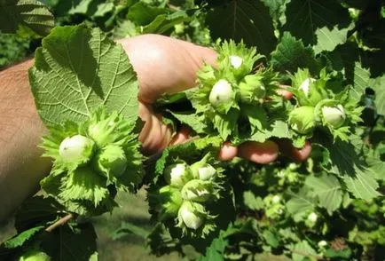 cultivarea și Hazelnut îngrijirilor