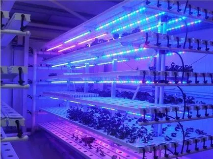 Led или LED лампи за оранжерии