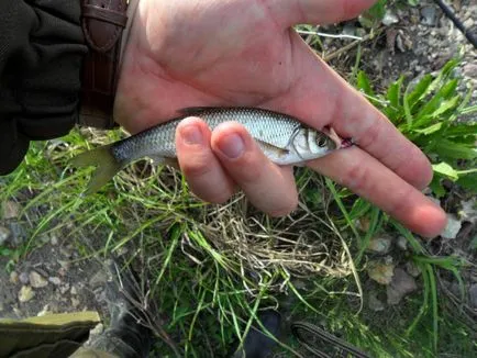 Nyári sablon (lm), illetve oldalsó nod - nyár ráz - Altai Horgászklub