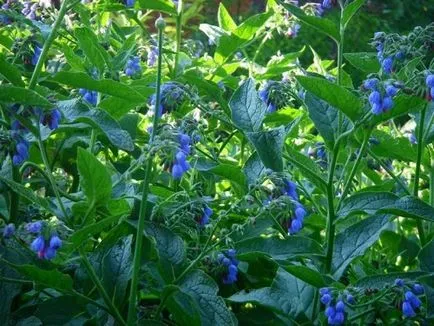 comfrey kenőcs kezelés otthoni körülmények között, főzetek