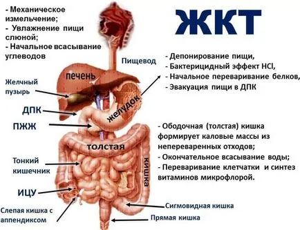 Лечение на стомашно-чревния тракт народната медицина