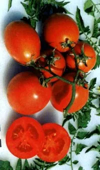 Cele mai bune soiuri de tomate pentru Belarus pentru sere si teren deschis