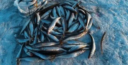 Szaga halászat télen - a titok, kezelésére, csali - horgászat!