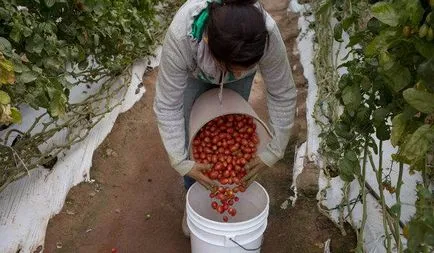 tomate de semințe de top pentru sere din policarbonat