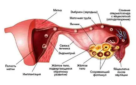 Лутеалната фоликул симптоми, причини, лечение