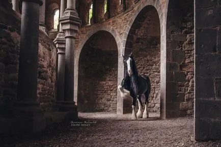 Horse - este frumos 17 fotografii fascinante ale cailor iubitori de libertate