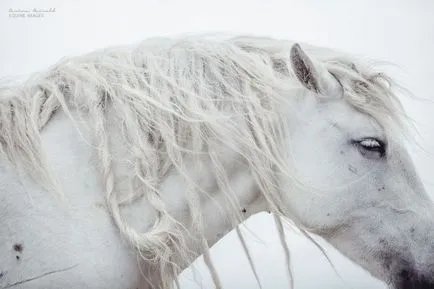 Horse - това е красива 17-интересните снимки на конете, които обичат свободата