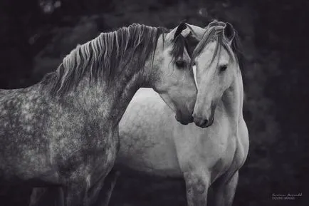 Horse - това е красива 17-интересните снимки на конете, които обичат свободата