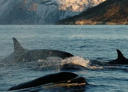 Insulele Lofoten - Ghid turistic, fotografii, obiective turistice