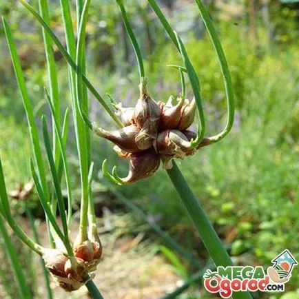 Arborele ceapa caracterizare, reproducere, plantare și sfaturi pentru îngrijirea legumelor