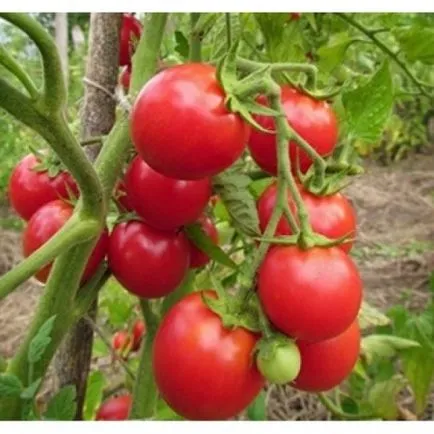 Cele mai bune soiuri de tomate pentru Belarus pentru sere si teren deschis
