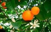 copac de îngrijire la domiciliu Tangerine - irigare, iluminat, îngrășăminte, cultură