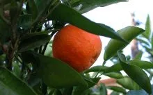 Tangerine fa otthoni gondozást - öntözés, világítás, műtrágya, termény