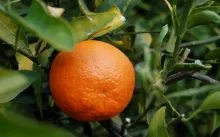 copac de îngrijire la domiciliu Tangerine - irigare, iluminat, îngrășăminte, cultură