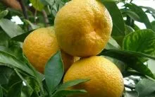 Tangerine дърво грижи у дома - напояване, осветление, торове, култури