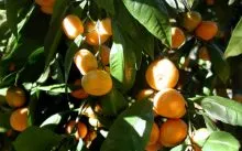 copac de îngrijire la domiciliu Tangerine - irigare, iluminat, îngrășăminte, cultură