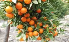 copac de îngrijire la domiciliu Tangerine - irigare, iluminat, îngrășăminte, cultură