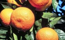 copac de îngrijire la domiciliu Tangerine - irigare, iluminat, îngrășăminte, cultură