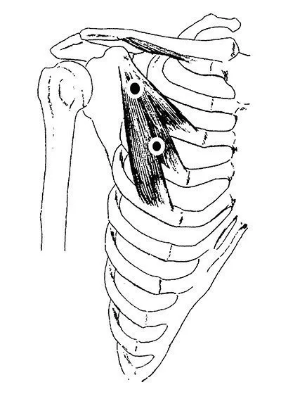 pectoralul mic