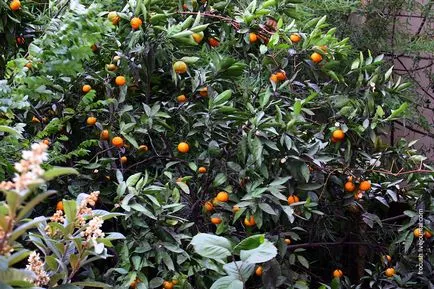 Tangerine fa otthoni gondozást - öntözés, világítás, műtrágya, termény