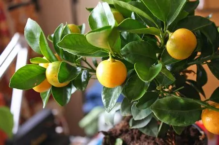 copac de îngrijire la domiciliu Tangerine - irigare, iluminat, îngrășăminte, cultură