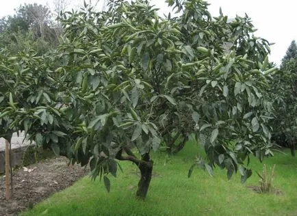 Tangerine fa otthoni gondozást - öntözés, világítás, műtrágya, termény