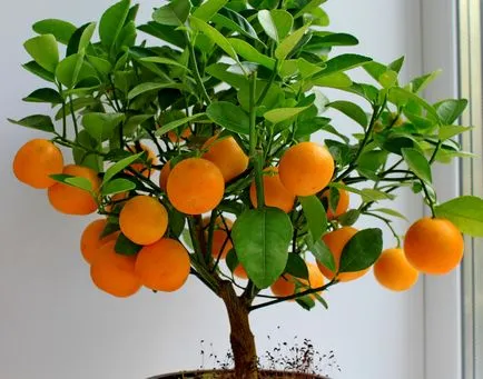 Tangerine дърво грижи у дома - напояване, осветление, торове, култури