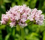 Ведмежа хвороба і її лікування народними засобами
