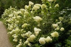 Hydrangea paniculata - pregătirea pentru iarnă