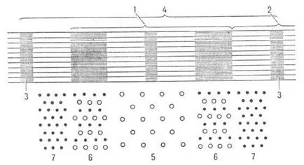 Myosin - това