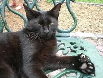 polydactyl macskák