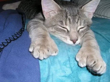 pisici polydactyl