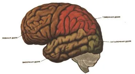 Creierul uman - marele experiment - mentalitatea și psihologia