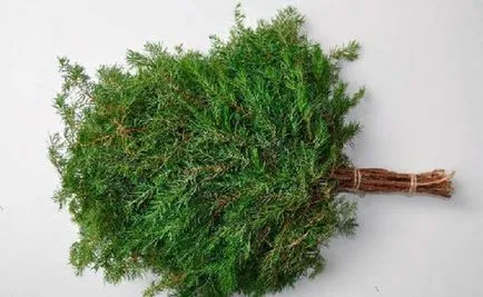 Juniper seprű a fürdő, mint egy seprű párolt boróka, haszon és kár