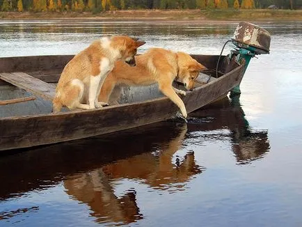 Este posibil pentru a da un câine un pește - varză de viață