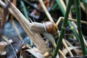 Invázió csiga, teraszos Oka State Bioszféra Rezervátum