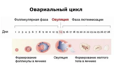 На кой ден от цикъла, за да се направи ултразвуково изследване на матката, яйчниците,