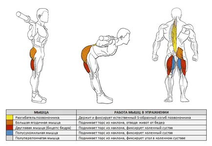 Torso forward, varietate, tehnica de performanță