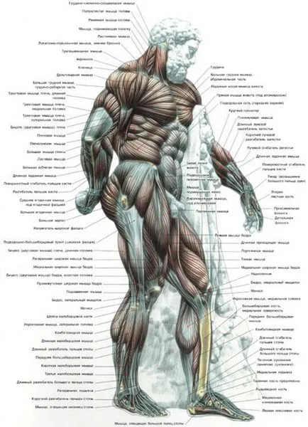 construi musculare